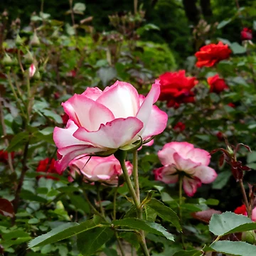 Artwork thumbnail, Pink Border Roses 2 by yunee