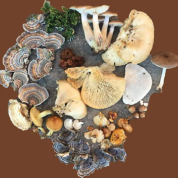 Artwork thumbnail, Wild Mushroom Collection by leahnevershouts