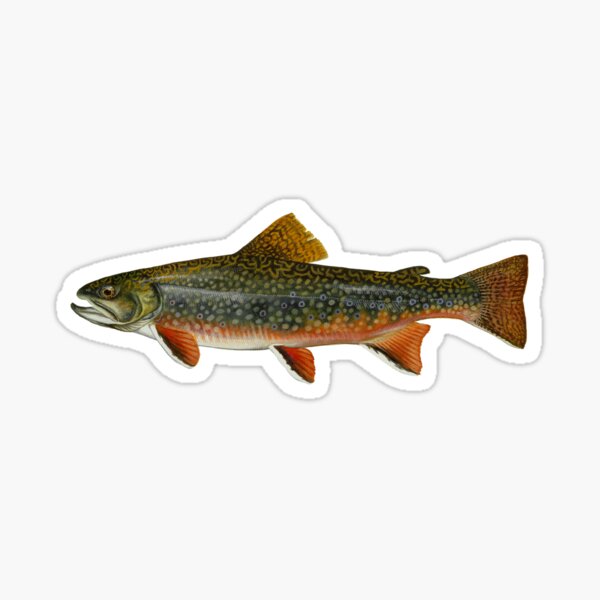 Item preview, Trucha de arroyo autóctona Salvelinus fontinalis designed and sold by BikeVoucherJr.