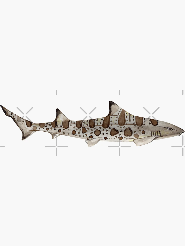 Thumbnail 3 von 3, Sticker, LEOPARDENHAI-Triakis semifasciata designt und verkauft von BEATRIZ ABAITUA.