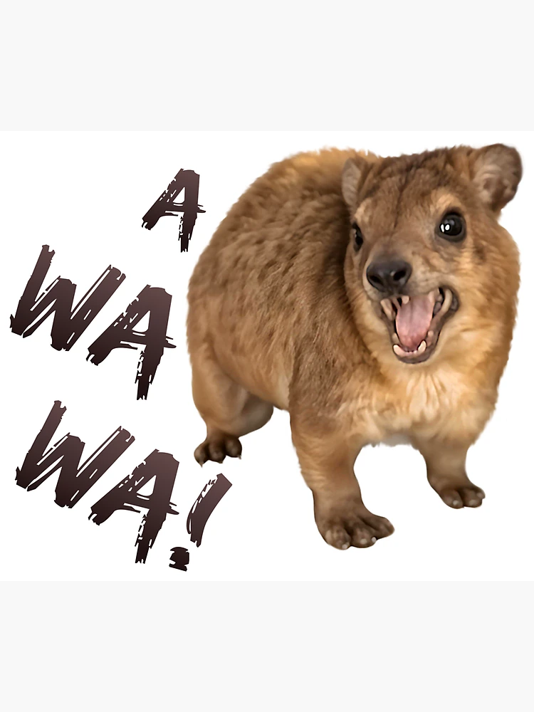 Thumbnail 3 von 3, Magnet, Awawa! Wütend schreiendes Klippschliefer-Meme – süß und lustig designt und verkauft von Jakkuri.