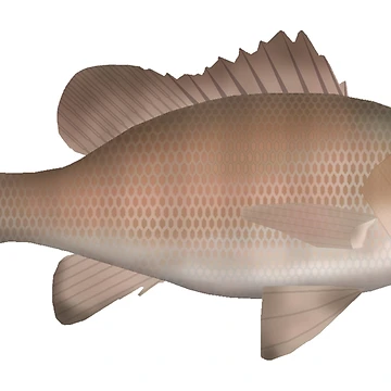 Artwork thumbnail, Mangrove Jack by fishfolkart