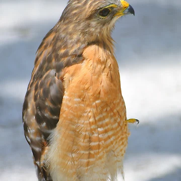 Artwork thumbnail, Red-Shouldered Hawk by Karl F Davis