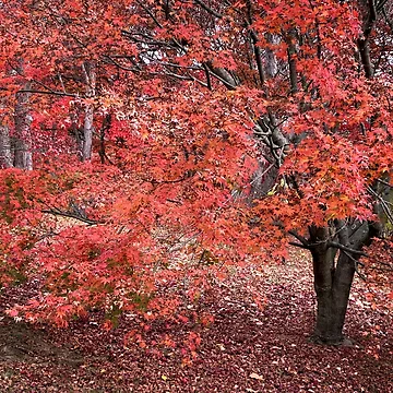 Vorschaubild zum Design Roter Herbst von LisaCook1
