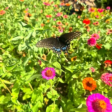 Artwork thumbnail, Spicebush Swallowtail Zinnia Garden by kmsnyder