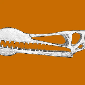 Artwork thumbnail, Ornithocheirus skull by DoodleSnake58