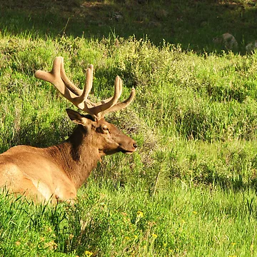 Artwork thumbnail, ~Bull Elk~ by NatureGreeting Cards ©ccwri
