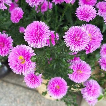 Artwork thumbnail, pink daisy by yunee