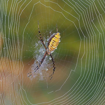 Artwork thumbnail, Banded Garden Spider by John Reaume