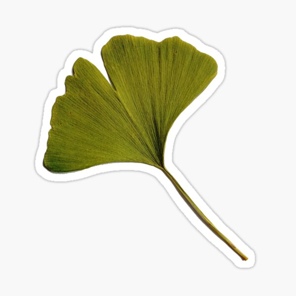 Aperçu de l'œuvre Photographie artistique de feuille de ginkgo biloba créée et vendue par Carl's Clothing.