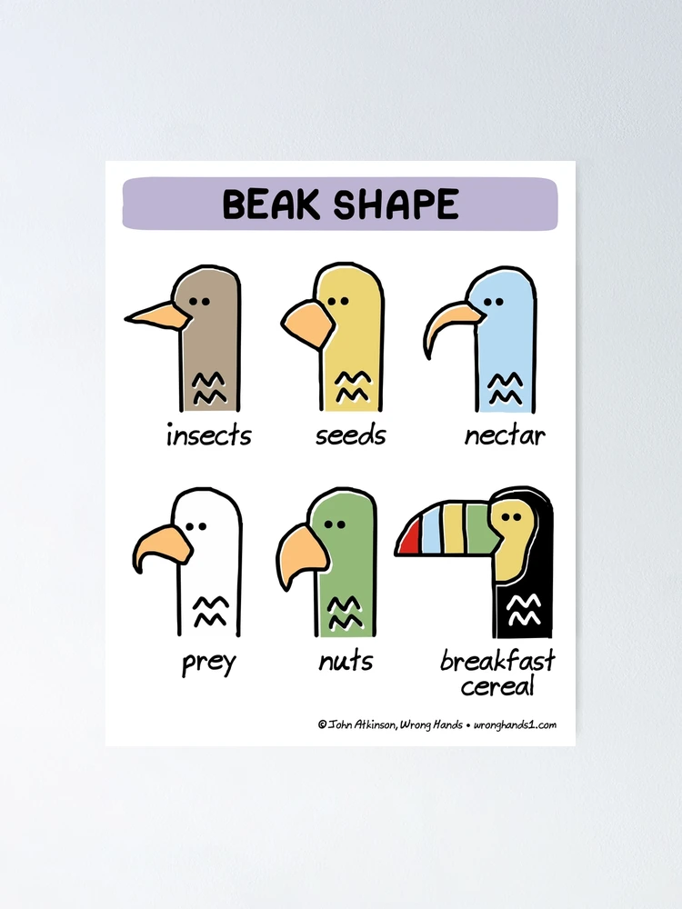 Thumbnail 1 of 3, Poster, beak shape designed and sold by WrongHands.