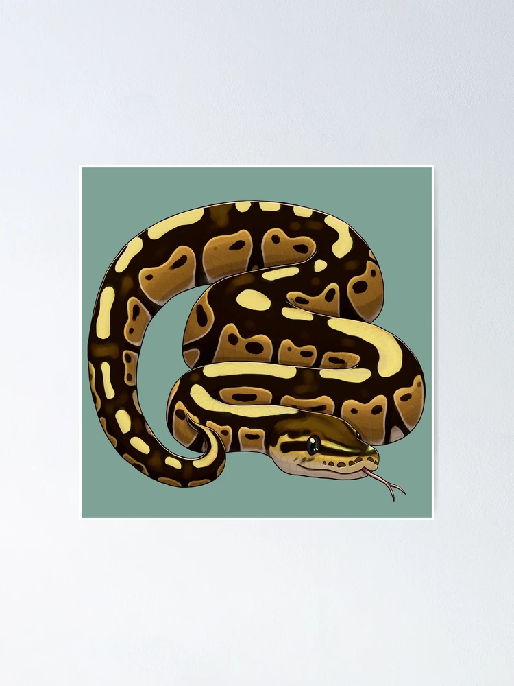 Thumbnail 1 of 3, Poster, Ball Python designed and sold by JeMiChi Art.