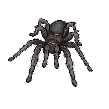 Artwork thumbnail, Tarantula by LucasKias