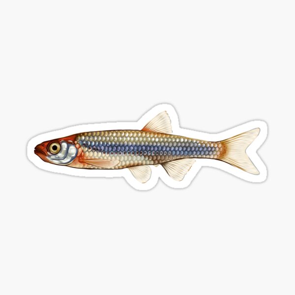 Aperçu de l'œuvre Autocollant Rosyface Shiner créée et vendue par ZB-Zoology.