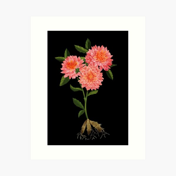 Item preview, Estudio de ilustración botánica de la dahlia designed and sold by katherineblower.