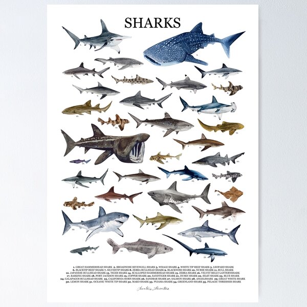 Artikelvorschau, SHARKS-Poster mit Namen entworfen und verkauft von BEATRIZ ABAITUA.