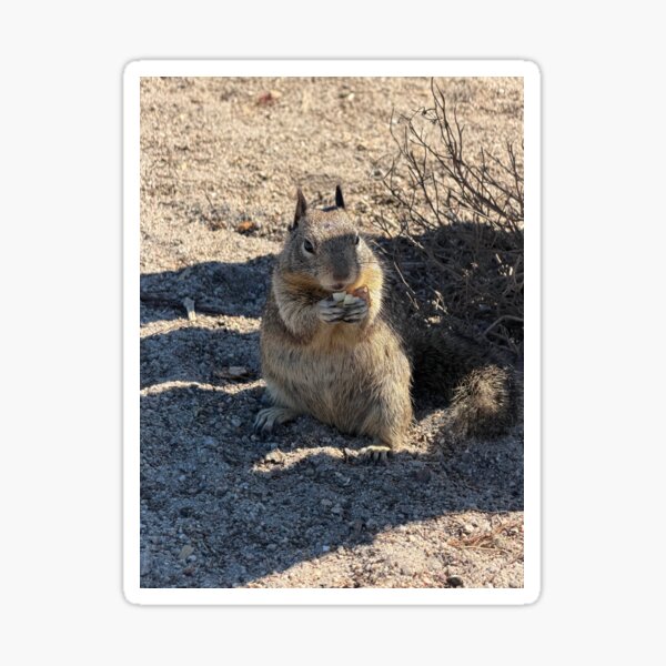 Artikelvorschau, Lover's Point Eichhörnchen 1 entworfen und verkauft von GeneralBonkers.