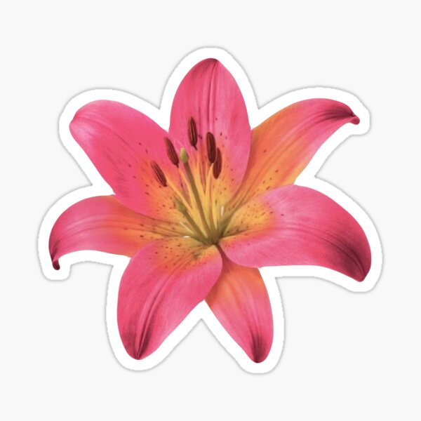 Item preview, Capricho vintage flor de lirio rosa designed and sold by ellmoswrld.