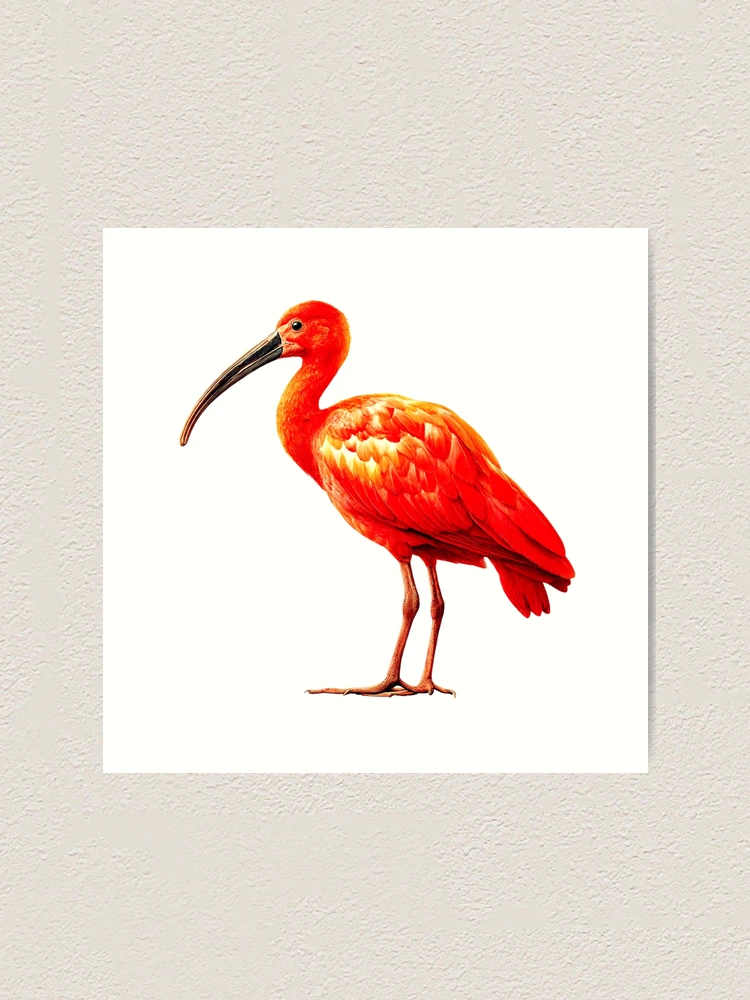 Thumbnail 1 of 3, Art Print, scarlet ibis designed and sold by YoutahShop⭐⭐⭐⭐⭐.
