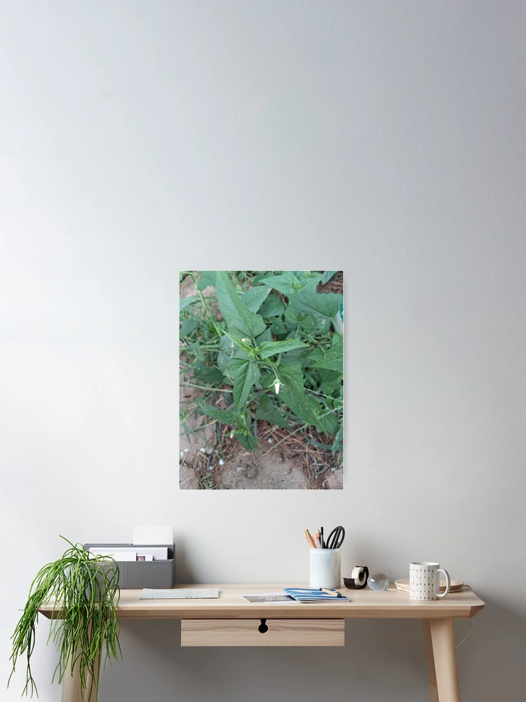 Thumbnail 2 of 3, Poster, The weeds designed and sold by Point-land.