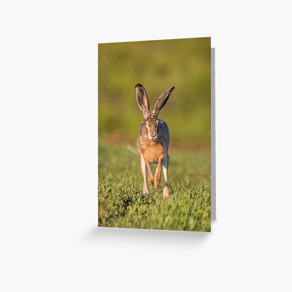 Item preview, Liebre europea corriendo por el campo designed and sold by Medve Photography & Design.