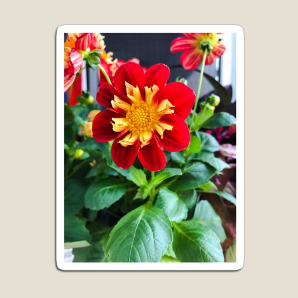 Item preview, Flor de dalia 'Impression Festivo' roja con amarillo designed and sold by EleniA8.