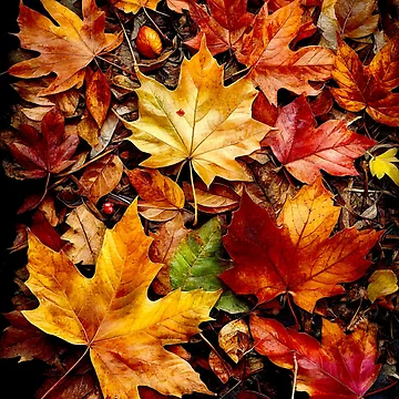 Artwork thumbnail, The Falling Leaves. by ©Janis Zroback