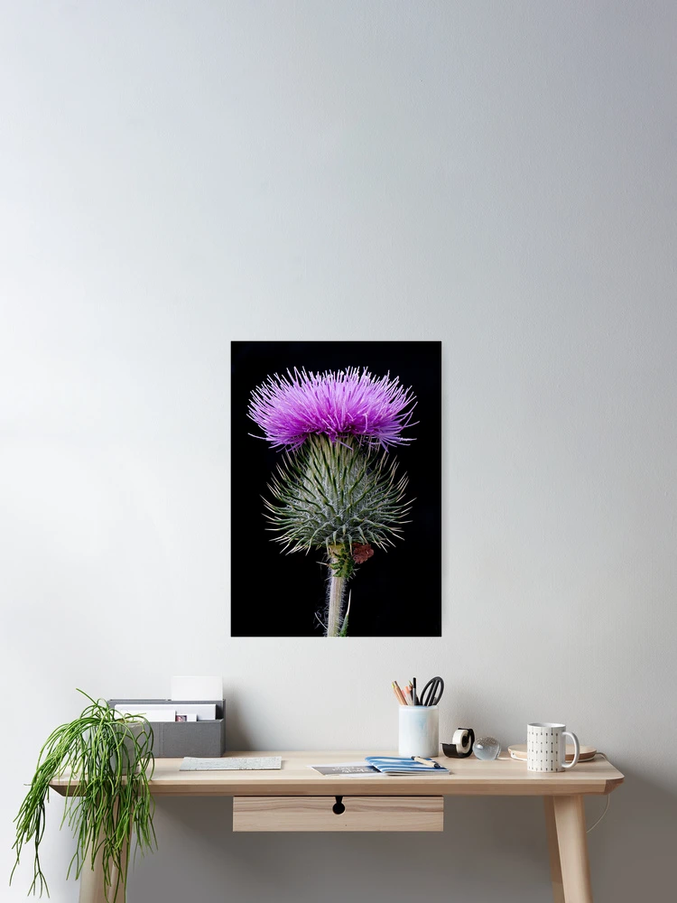 Thumbnail 2 of 3, Poster, Blooming Thistle designed and sold by toby snelgrove IPA.