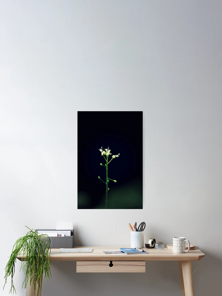 Thumbnail 2 of 3, Poster, Small Enchanter's Nightshade designed and sold by Kathleen Daley.