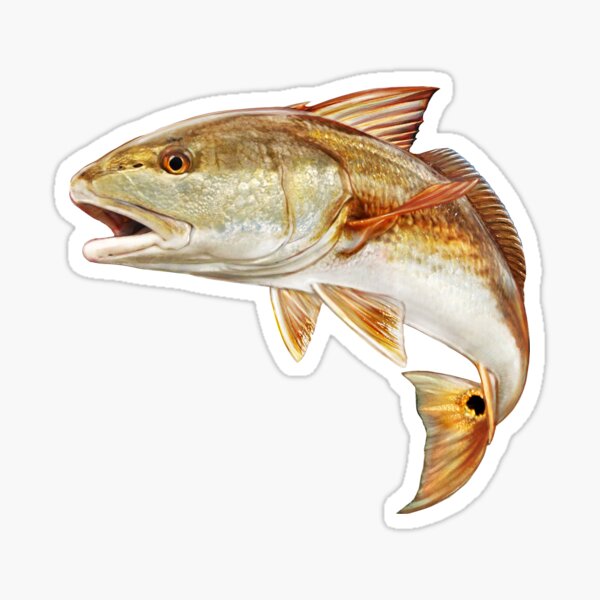 Item preview, Saltando Redfish designed and sold by fishindecals.
