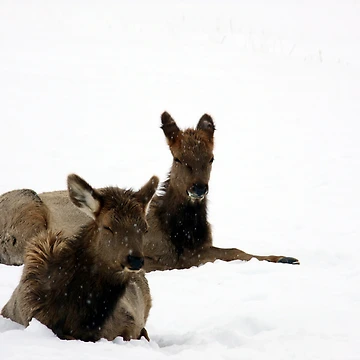 Artwork thumbnail, Elk Calves from Hardware Ranch by Jan Tribe