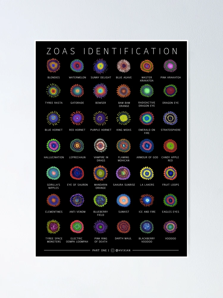Thumbnail 1 of 3, Poster, Zoanthids Identification Poster designed and sold by hvixian designs.