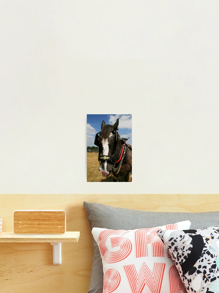 Thumbnail 2 of 3, Photographic Print, Dray Shire Portrait designed and sold by SWEEPER.