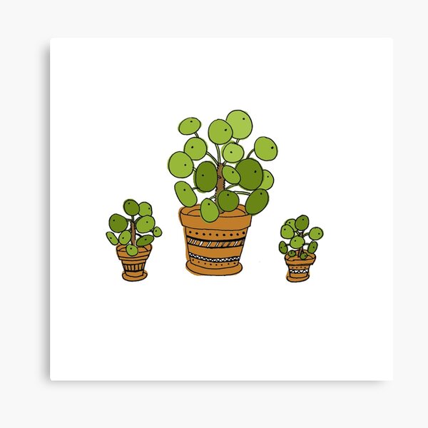 Aperçu de l'œuvre Pilea créée et vendue par lovethemplants.