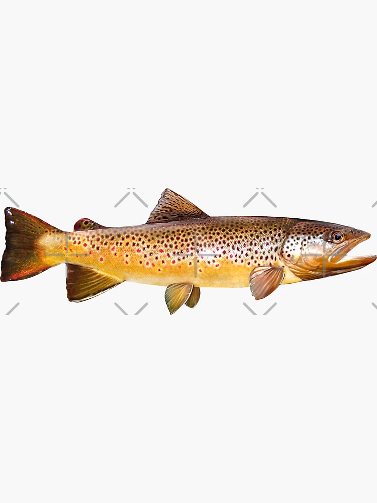 Imagen 3 de 3, Pegatina con la obra Trucha marrón, diseñada y vendida por fishindecals.