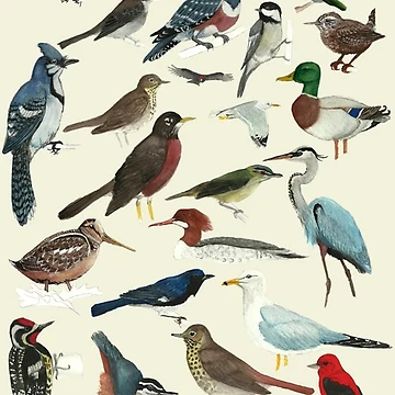 Imagen de la obra Fanático de las aves de Wildlife Art by Holly