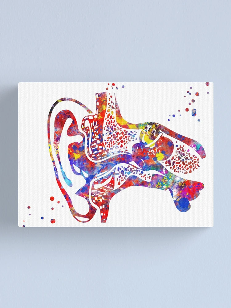 Thumbnail 1 of 3, Canvas Print, Ear, Ear anatomy designed and sold by Rosaliartbook.