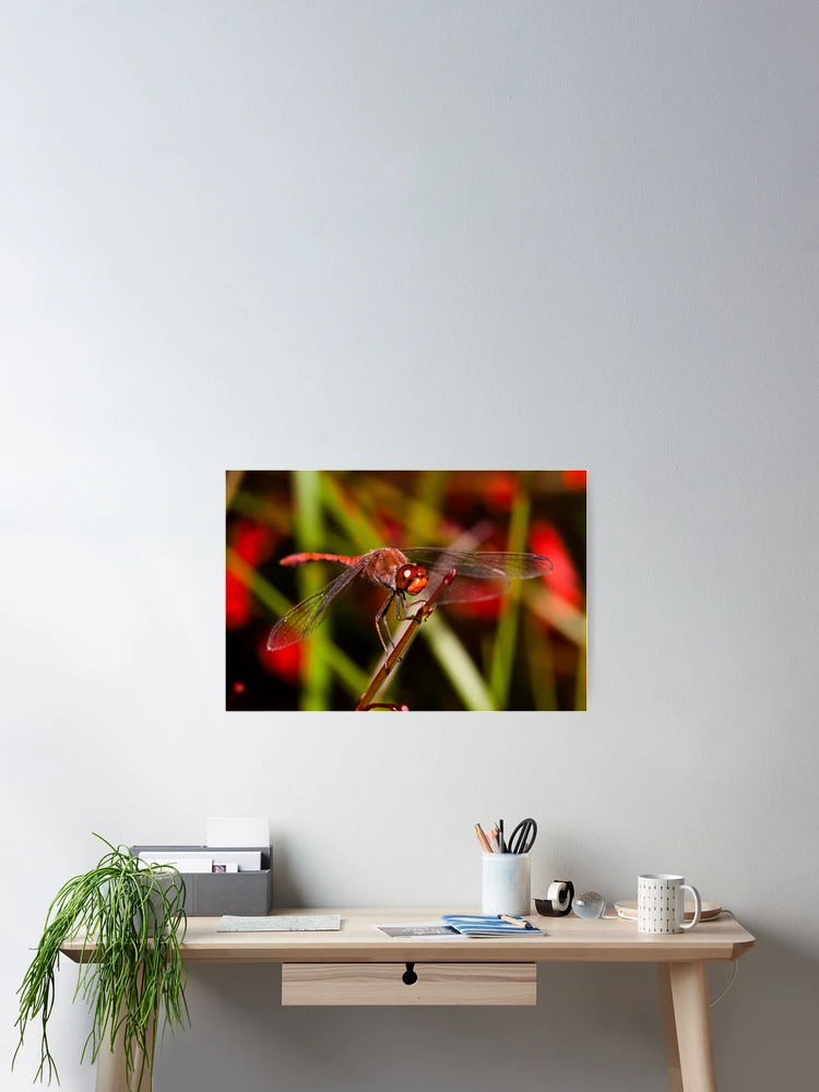 Thumbnail 2 of 3, Poster, The Dragonfly designed and sold by Derek Byrne.