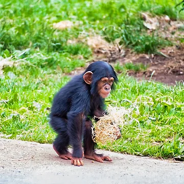 Artwork thumbnail, Young chimpanzee out walking by Graphics By Craig