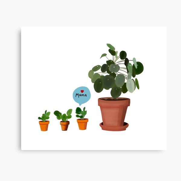Aperçu de l'œuvre Pilea maman et les bébés créée et vendue par jenbucheli.