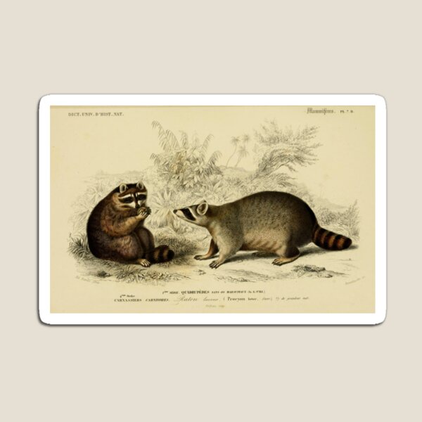 Artikelvorschau, Naturforscher Waschbär entworfen und verkauft von BlueSpecsStudio.