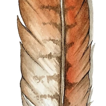 Artwork thumbnail, Red Tailed Hawk Feather Watercolor by Jess Mann