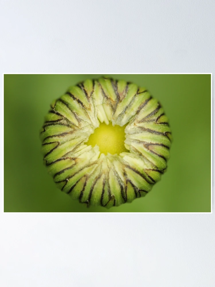 Thumbnail 1 of 3, Poster, Spring Flower Bud designed and sold by Gary Horner.