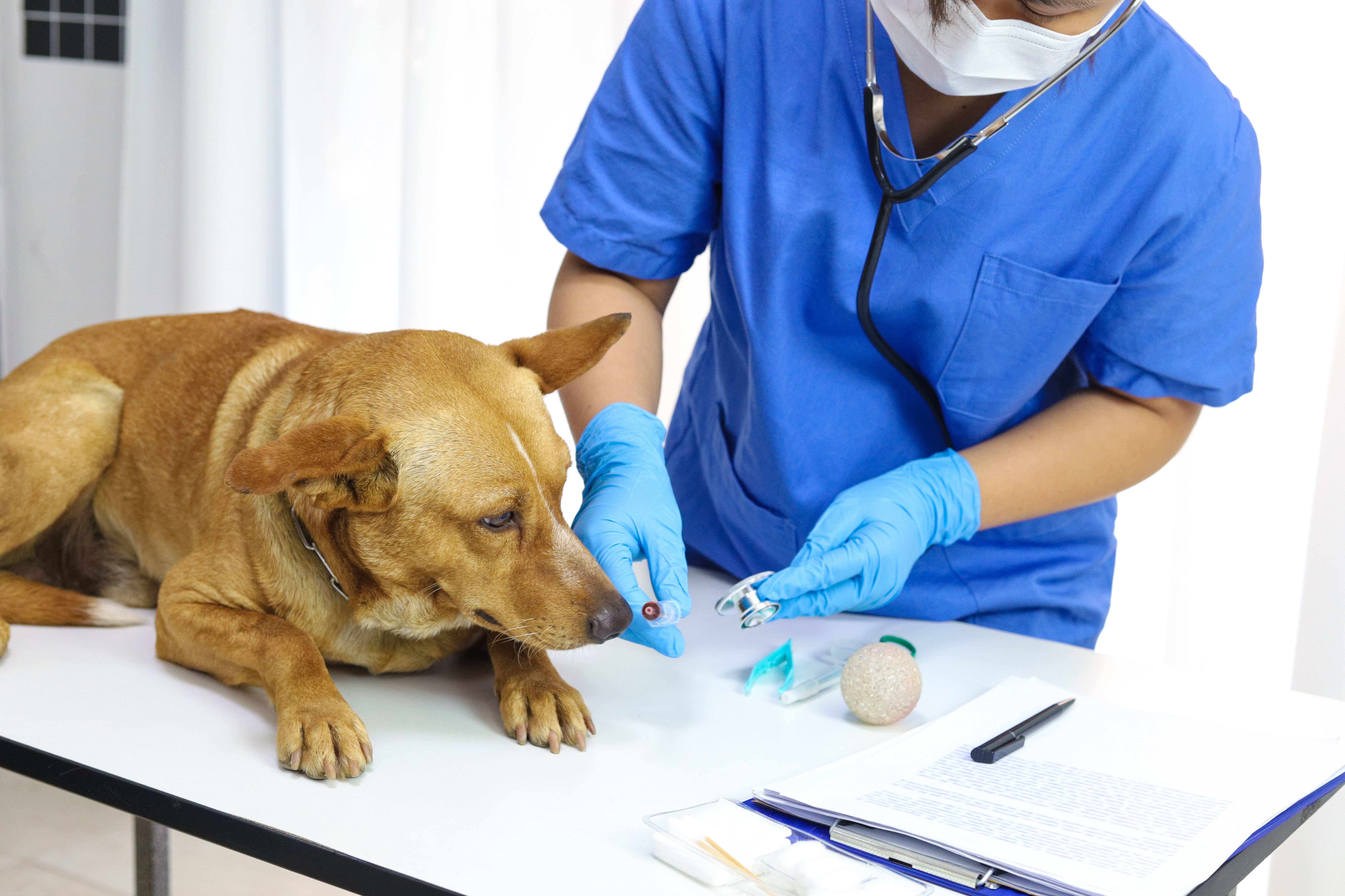 Dog on examination table of veterinarian clinic.
