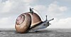 snail