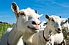 Goats, image via Shutterstock