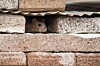 Rat peeking from a gap in a brick wall