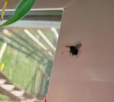Fly killed with shooter from windowsill