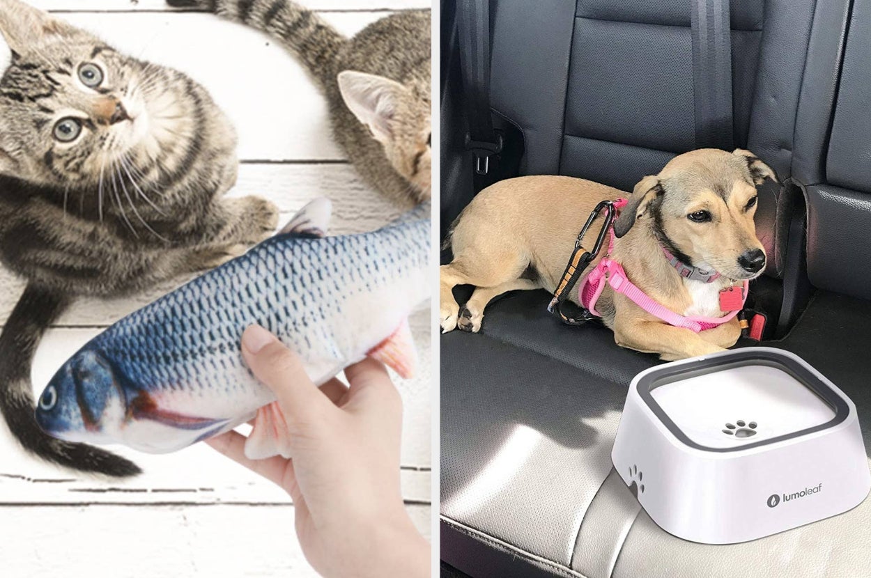 Someone holding a fish toy and a dog laying in the backseat of a car with a water bowl