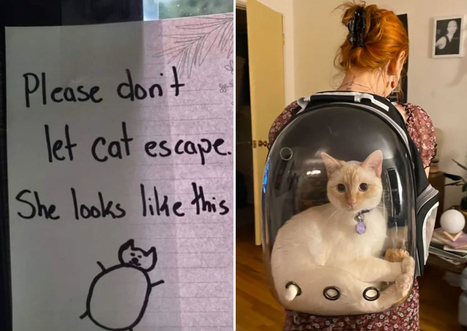A drawing of a cat, and a cat in a backpack